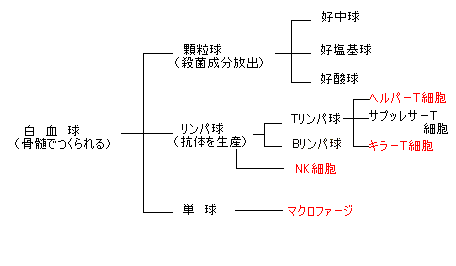 白血球の仲間たち