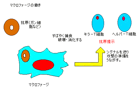 抗原提示