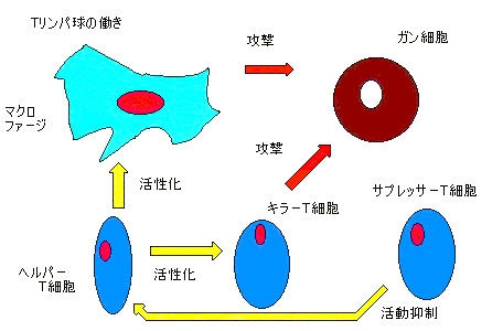 Ｔリンパ球