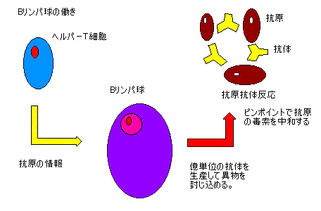 Ｂリンパ球
